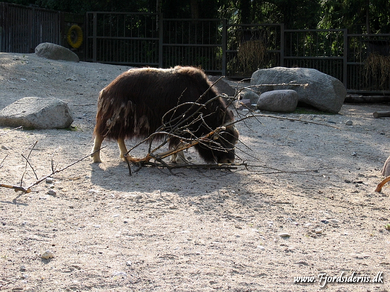 KBH zoo 190703 237.JPG